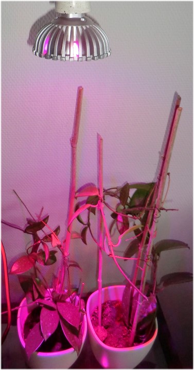 7W LED plantelys